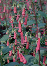 Phygelius x rectus 'Pink Elf'